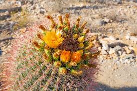 Fruits become fleshy and often juicy when mature native americans boiled young flowers in water to eat like cabbage and mashed older boiled flowers for a drink. Where To See Cactuses In The American Southwest When Do They Bloom