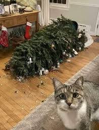 Christmas Tree Accident and Stray Cat Care