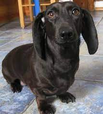 Check spelling or type a new query. Rare Black Dachshund By Flossie Black Dachshund Dachshund Love Dog Love