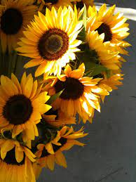 Sunflower Happiness Beautiful Flowers Happy Flowers Sunflowers And Daisies
