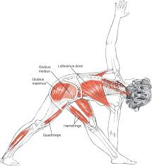 Pin By Nicole Goetz On Exercise Yoga Anatomy Yoga Muscles Yoga Postures