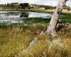 Image result for Lipocarpha atra