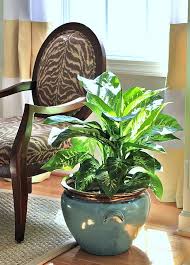 10 Houseplants That Clean The Air Sand And Sisal Plants House Plants Indoor Houseplants