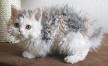 Selkirk Rex Kittens for Sale - Adoptapet