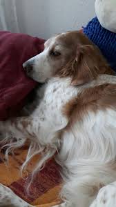 watson epagneul breton animals dogs i love dogs