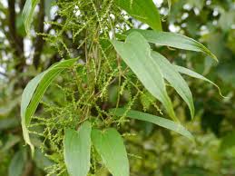 Image result for Dioscorea cotinifolia