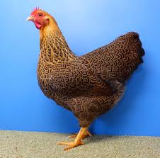 It was split in two and cemented back together. Rebhuhnfarbig Gebandert Zwerg Plymouth Rockss Webseite