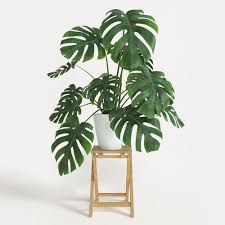 Monstera 3d Model Yatak Odasi Bitkileri Banyo Bitkileri Ic Bahce
