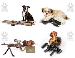As a kennel, we take pride in breeding obedient, good natured, and family friendly dogs. It S My Cake Day So Here S Some Puppies With Guns Imgur