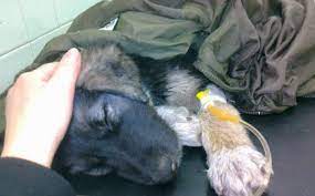 usypit sobaku bezboleznenno na domu v moskve vetvita ru