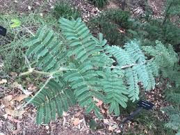 Image result for Acacia hebeclada