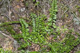 Image result for Lindsaeaceae