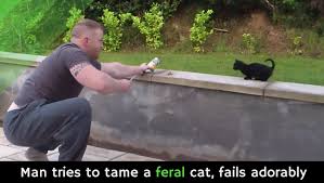 It's been about 6 months since i brought him home. Man Tries To Tame A Feral Cat Fails Adorably Video Alltop Viral