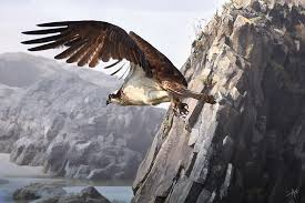 Hdr free photos for blogs, personal and commercial use. Hd Wallpaper Hawk 4k Cool Pic Wallpaper Animal Wildlife Animals In The Wild Wallpaper Flare