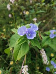 Image result for Jacquemontia