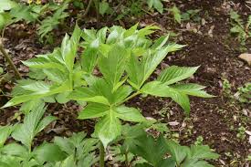 アシタバ 明日葉 庭木図鑑 植木ペディア