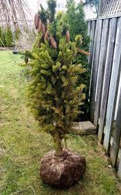 Check spelling or type a new query. Cupressina Columnar Spruce Cones