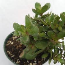 Get it as soon as tue, jun 29. Crassula Radicans Small Red Carpet 4 1 2