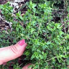 Thyme is a wonderful and versatile perennial herb—there are almost endless ways to use its fragrant leaves in everything from salad dressings and marinades to sauces. How To Propagate Thyme Brown Thumb Mama