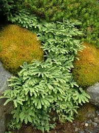 Image result for Adiantum vogelii