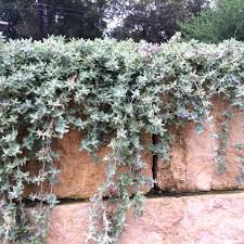 Image result for Stemodia serrata