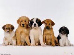 Book today on +44(0)1323 470104. Petsbyplane Relocation Services Uk Petsbyplane Profile Pinterest