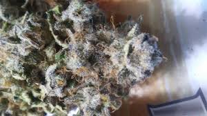 Netflix fantasy series sweet tooth stars christian convery and nonso anozie. Sweet Tooth Marijuana Strain Information Leafly