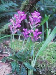 Image result for Cynorkis debilis