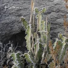 Image result for Ceropegia albipilosa