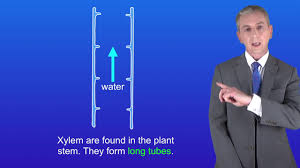 Read on to know more. Gcse Science Revision Biology Plant Cell Specialisations Youtube