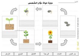اوراق عمل دورة حياة نبات دوار الشمس علوم للأطفال 3 paper