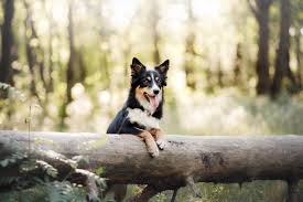 Writing the perfect email for b1 preliminary (pet). 7 Essential Tips For Handling The Prey Drive In Dogs Tractive Blog