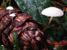 Image result for Strobilurus conigenoides