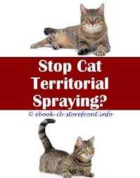 5 ways to keep your cat from clawing the furniture. 16 Incredible Cat Spraying Smell Natural