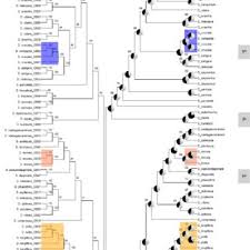 Image result for Digitaria monodactyla