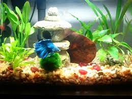 Love The Betta And Cave Betta Betta Fish Tank Betta Tank