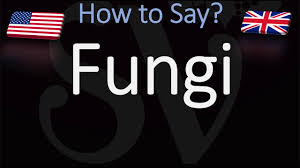 How To Pronounce Fungi Youtube