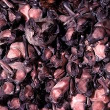 Contains themes or scenes that may not be suitable for very young readers thus is blocked for their protection. Celebrate The Mom Bats Bat Conservation International