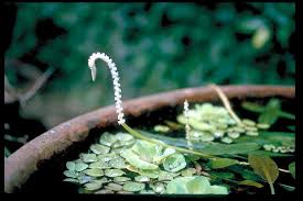 Image result for Aponogeton junceus