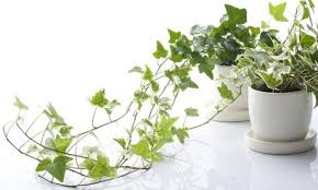 Dogal Panosundaki Pin