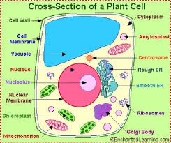 Colorful And Attractive Cartoon Plants And Flowers Plant Cell Cartoon Plant Cell Project Plant And Animal Cells Cells Project Learn how to draw cartoons with easy step by step drawing tutorials. plant cell project