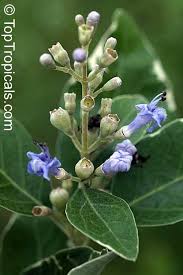 Image result for Vitex trifolia