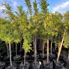 Image result for Calpurnia aurea