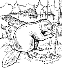 Use these images to quickly print coloring pages. Beaver Coloring Pages