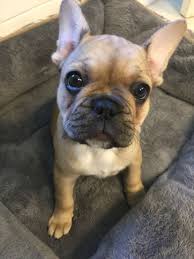 Black And Brown French Bulldog For Sale Fawn Black Mask French Bulldog Puppy French Bulldog Puppies Bulldog French Bulldog