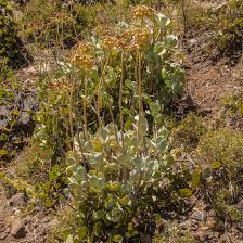 Image result for Cotyledon barbeyi