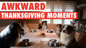 .photos, thanksgiving pets, pet thanksgiving, free pet animal picture downloads thanksgiving, pet and thanksgiving, 5 pet animal image, small puppy pet dog images, beautiful pet animals, pet. Most Awkward Thanksgiving Moments As Told By Pets Youtube