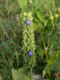 Image result for Lamiaceae