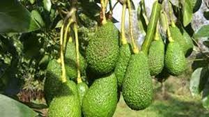 Check spelling or type a new query. Salento Frutti Esotici Al Posto Degli Ulivi Distrutti Dalla Xylella Economia Lavoro Tgr Puglia