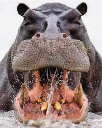Smallanimalphotography Tiere Majestatische Tiere Afrika Tiere
